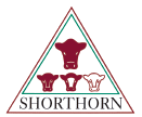 Shorthorn